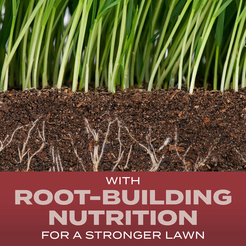 Scotts&reg; Turf Builder&reg; Grass Seed Sunny Mix image number null